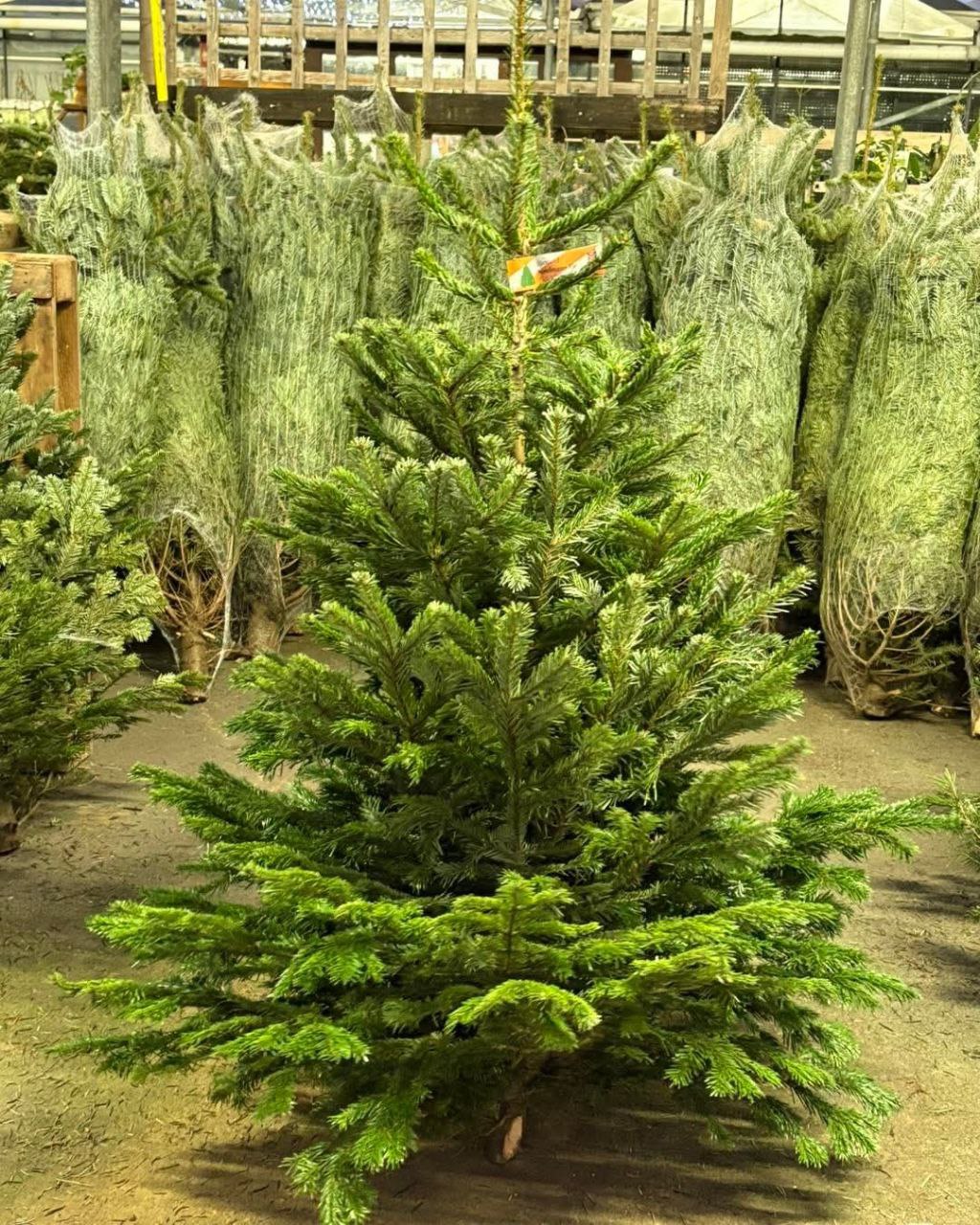 Buy Wholesale Christmas Trees (50 Trees – $800) Wholesale Christmas trees pallet of 50 boxed artificial trees stacked for shipping from Save More Liquidations